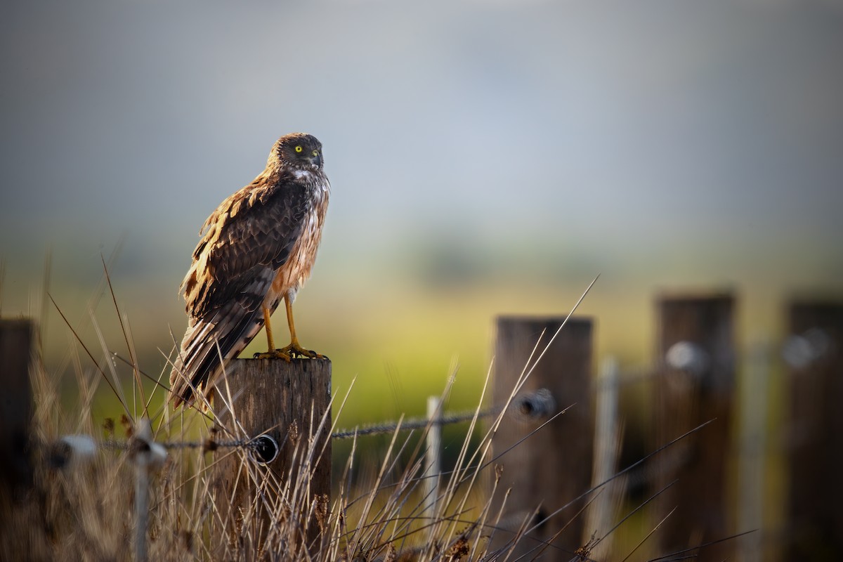 Swamp Harrier - ML623699879