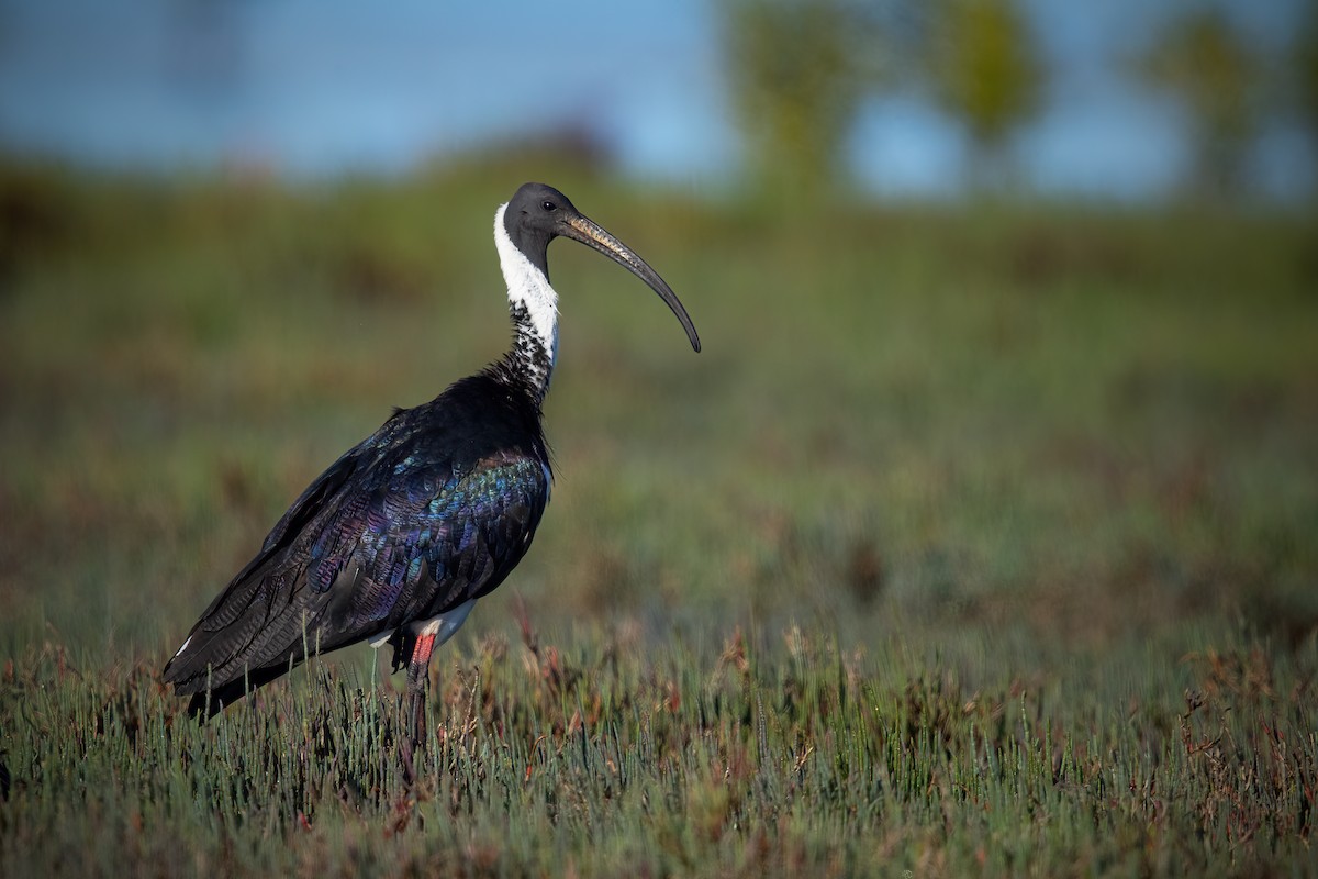 Straw-necked Ibis - ML623699884