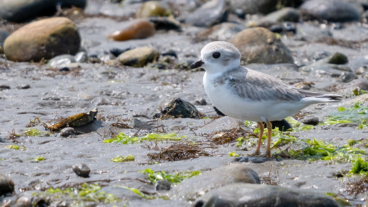 Piping Plover - Tom Hudson