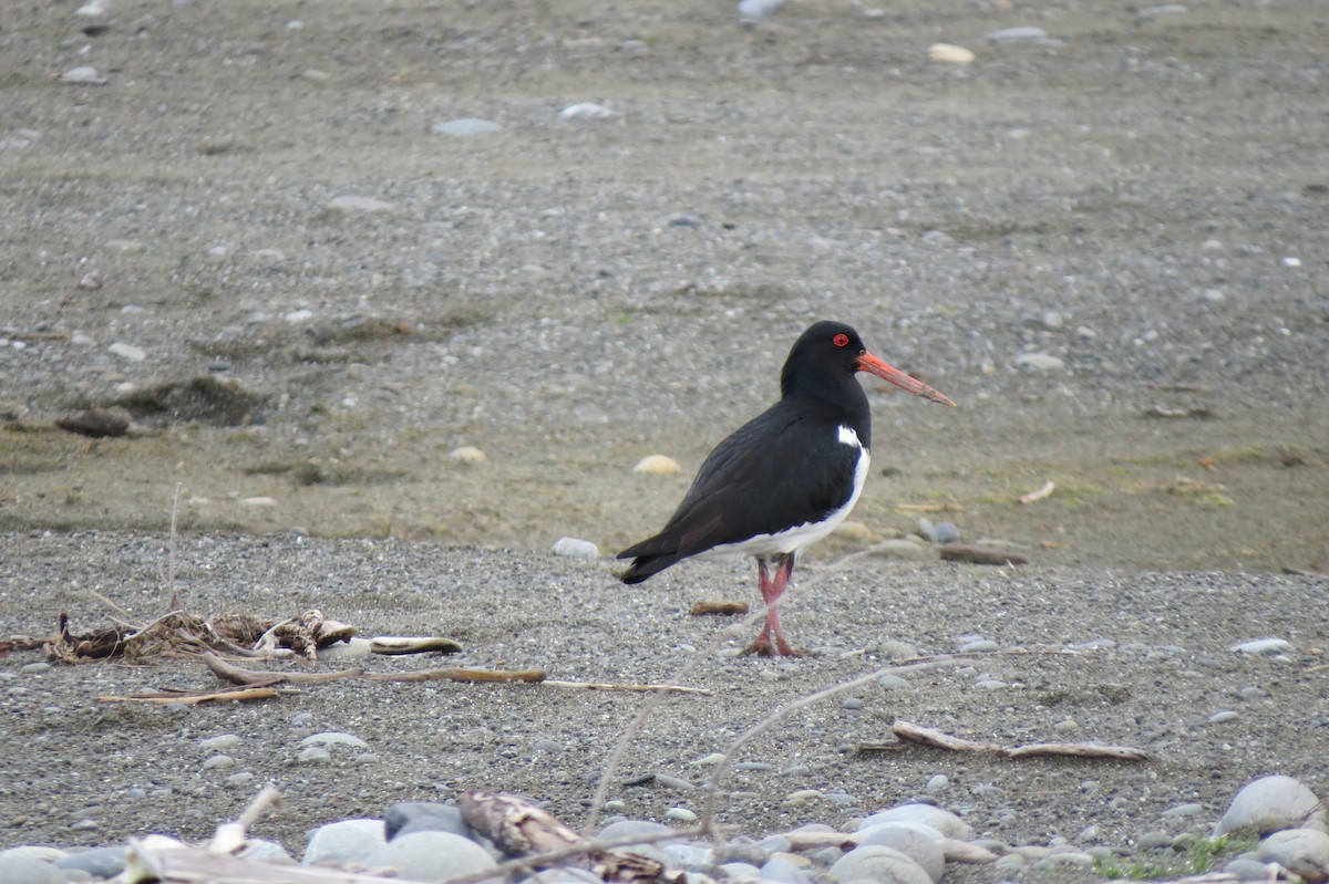 South Island Oystercatcher - ML623699916