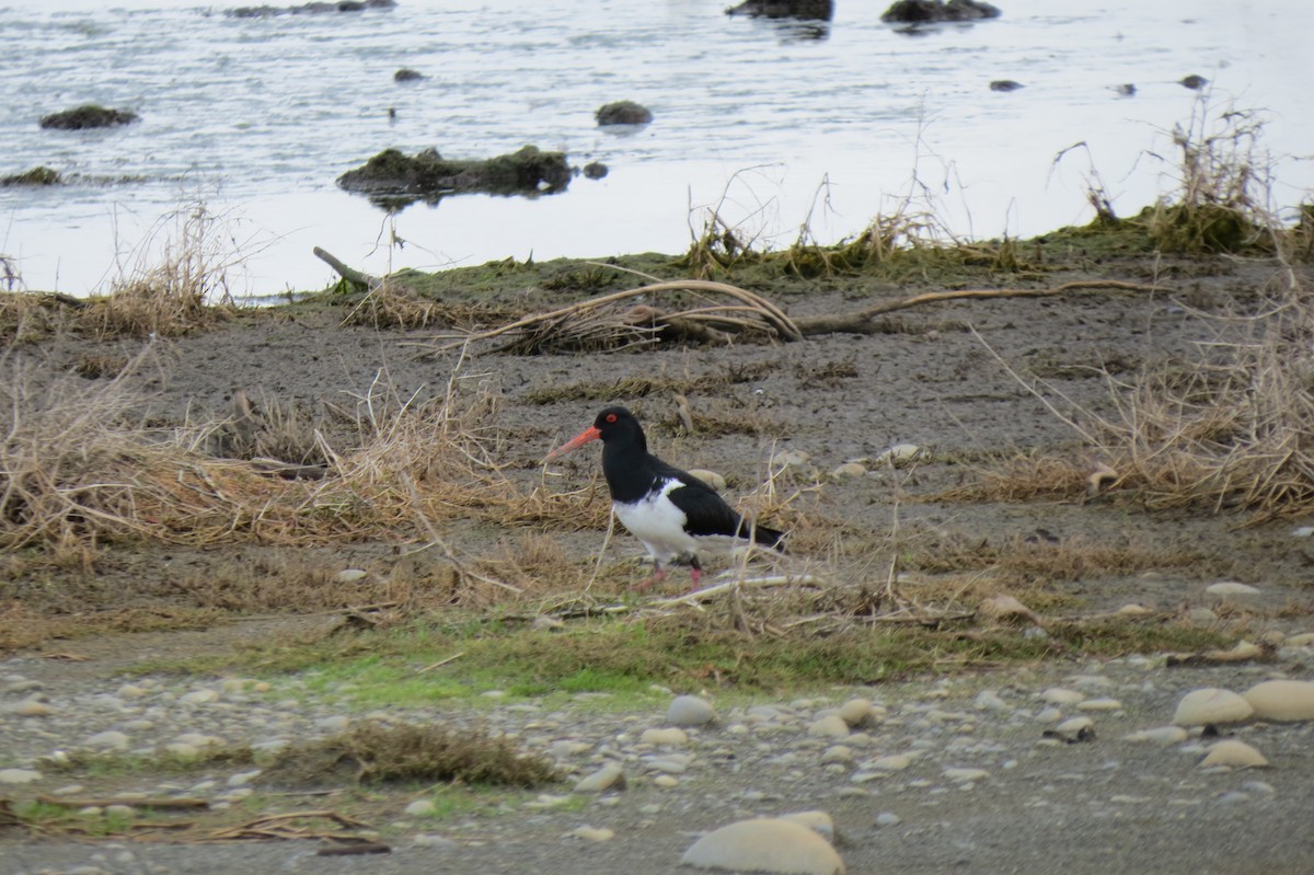 South Island Oystercatcher - ML623699917