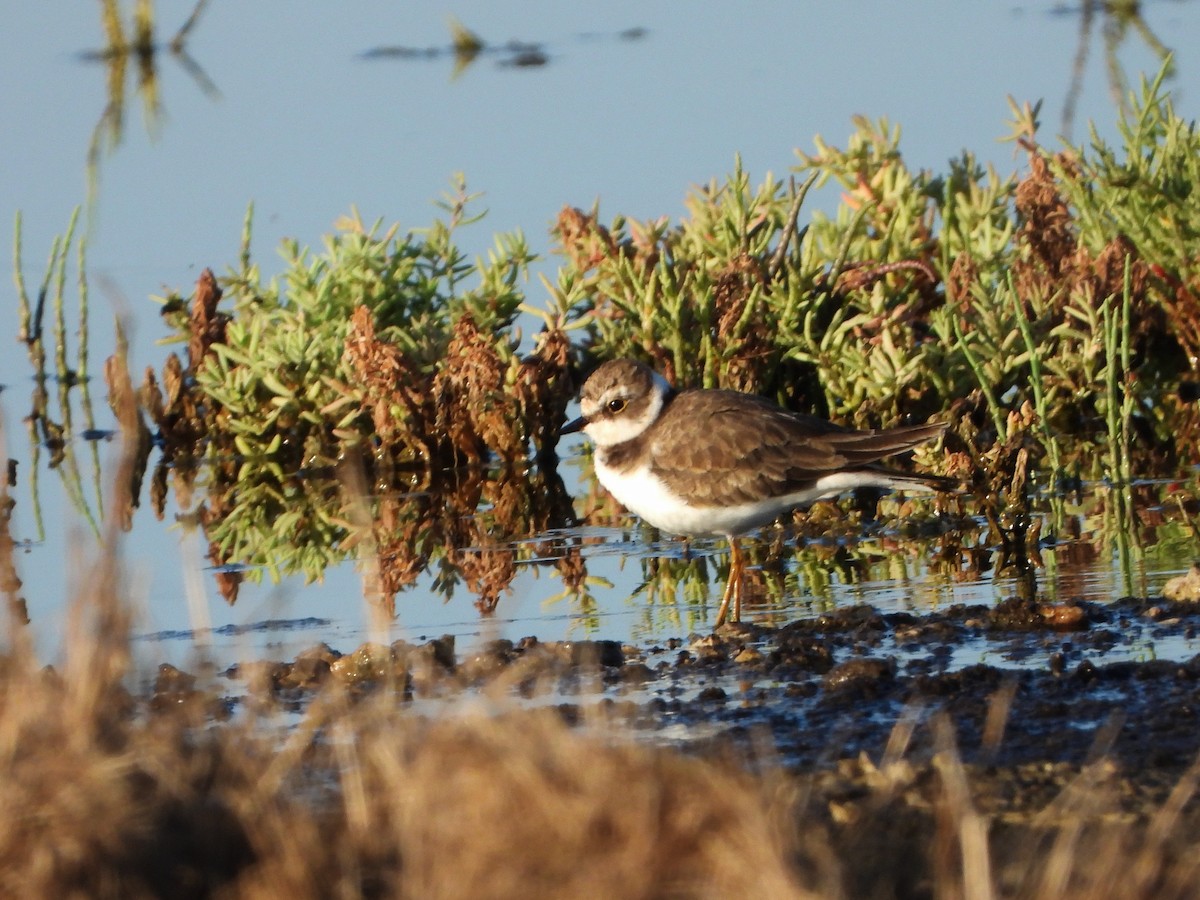 Little Ringed Plover - Brendan  Searson