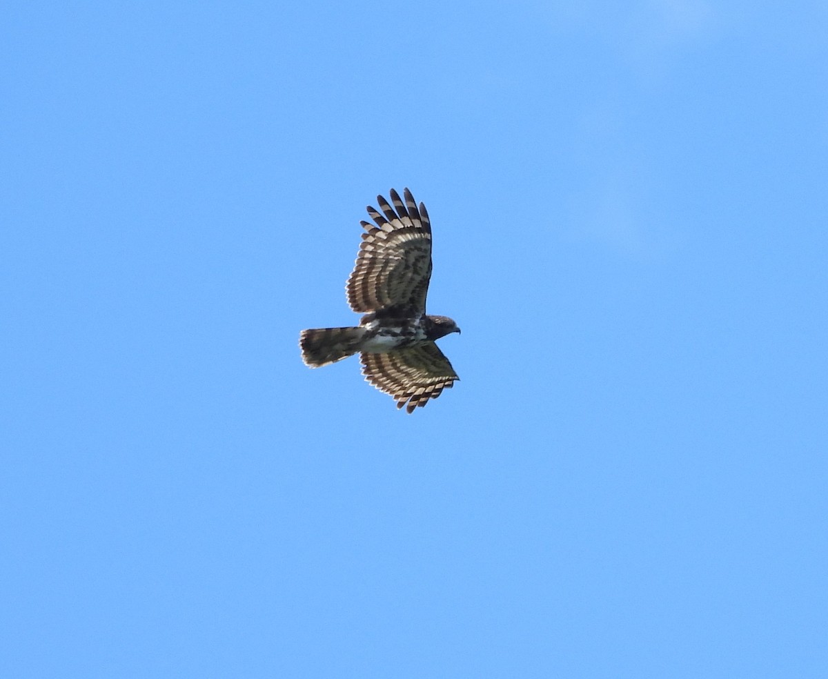 Madagascar Cuckoo-Hawk - ML623699984