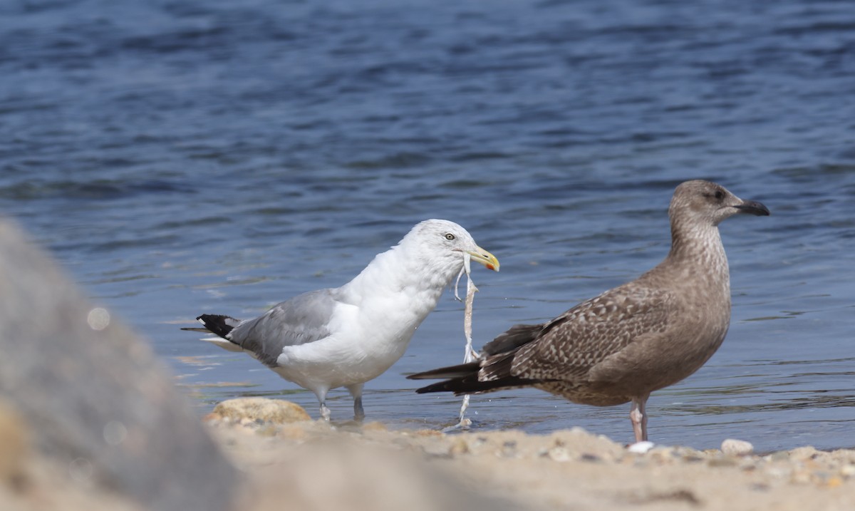 Herring Gull - ML623700024