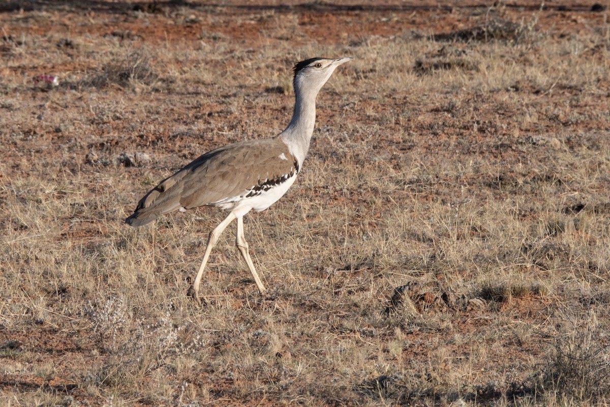 Australian Bustard - Owen  Lawton