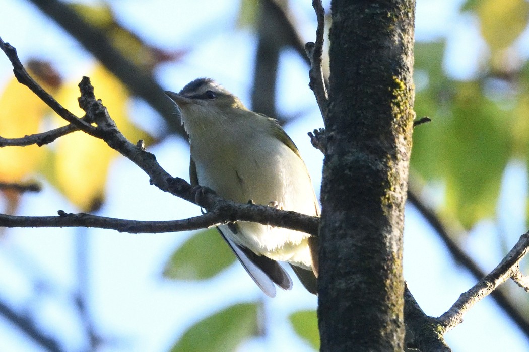 Red-eyed Vireo - ML623700098
