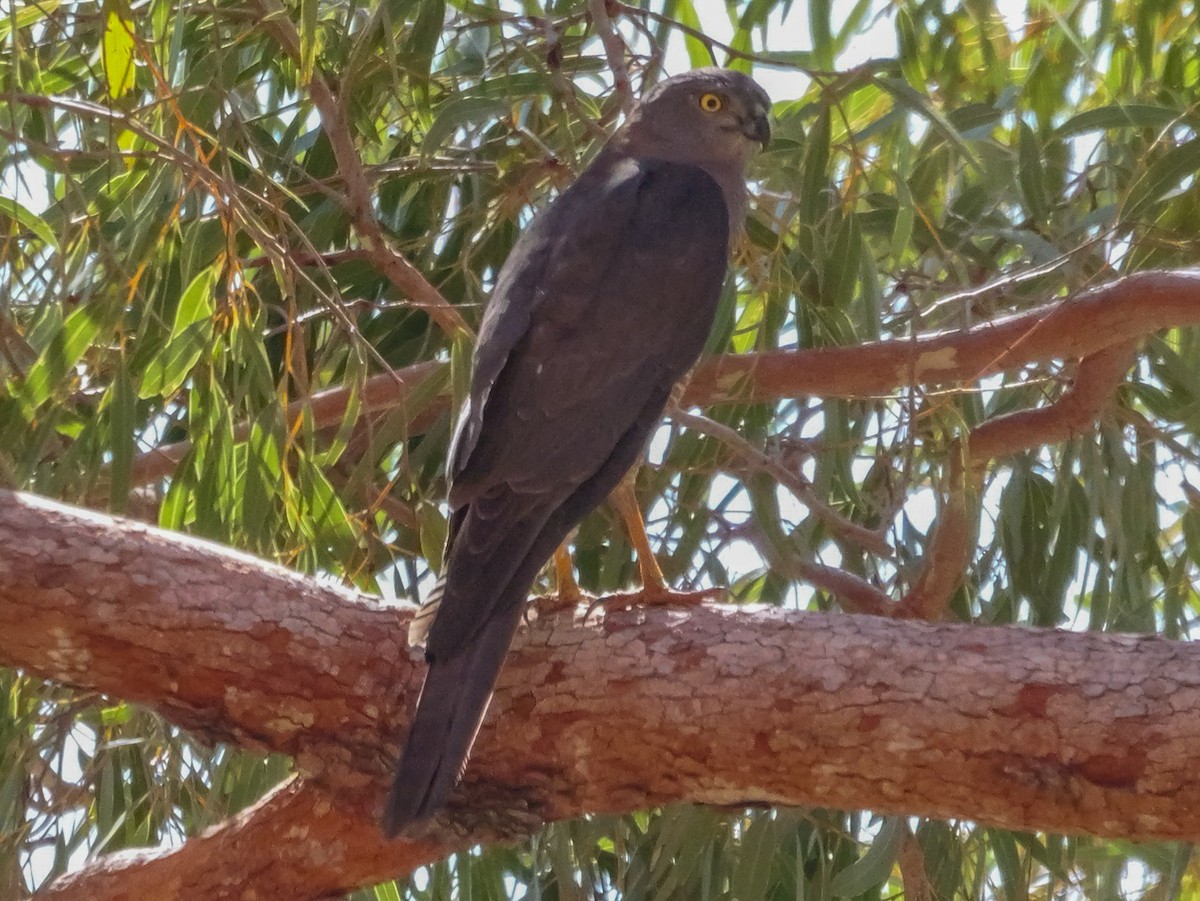 Collared Sparrowhawk - ML623700105