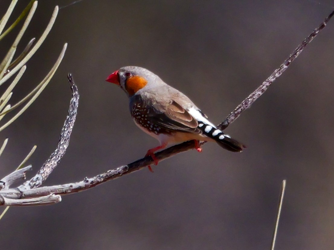 Zebra Finch - ML623700111