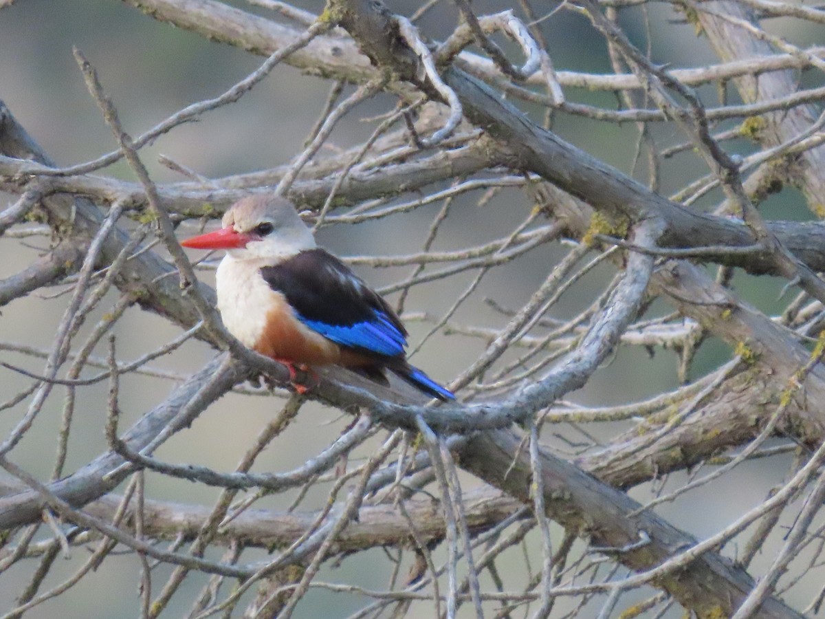 Gray-headed Kingfisher - Thomas Brooks