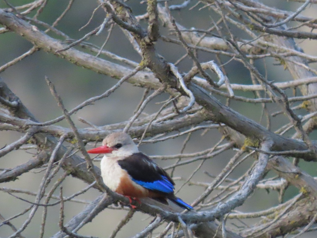 Gray-headed Kingfisher - ML623700126