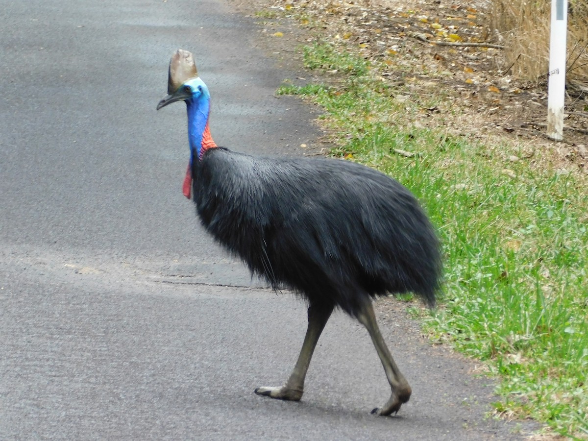 Southern Cassowary - ML623700144