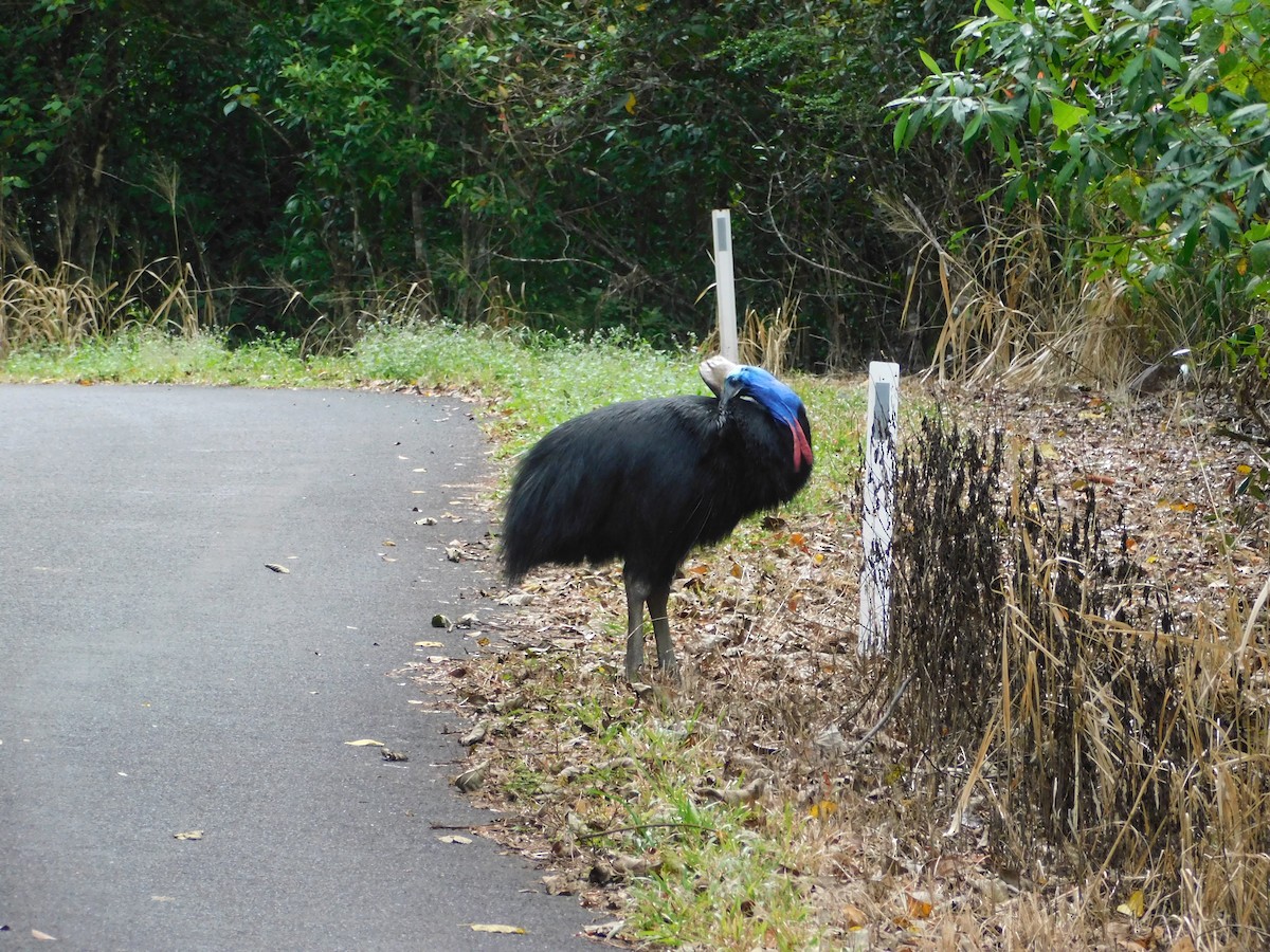 Southern Cassowary - Holger Woyt