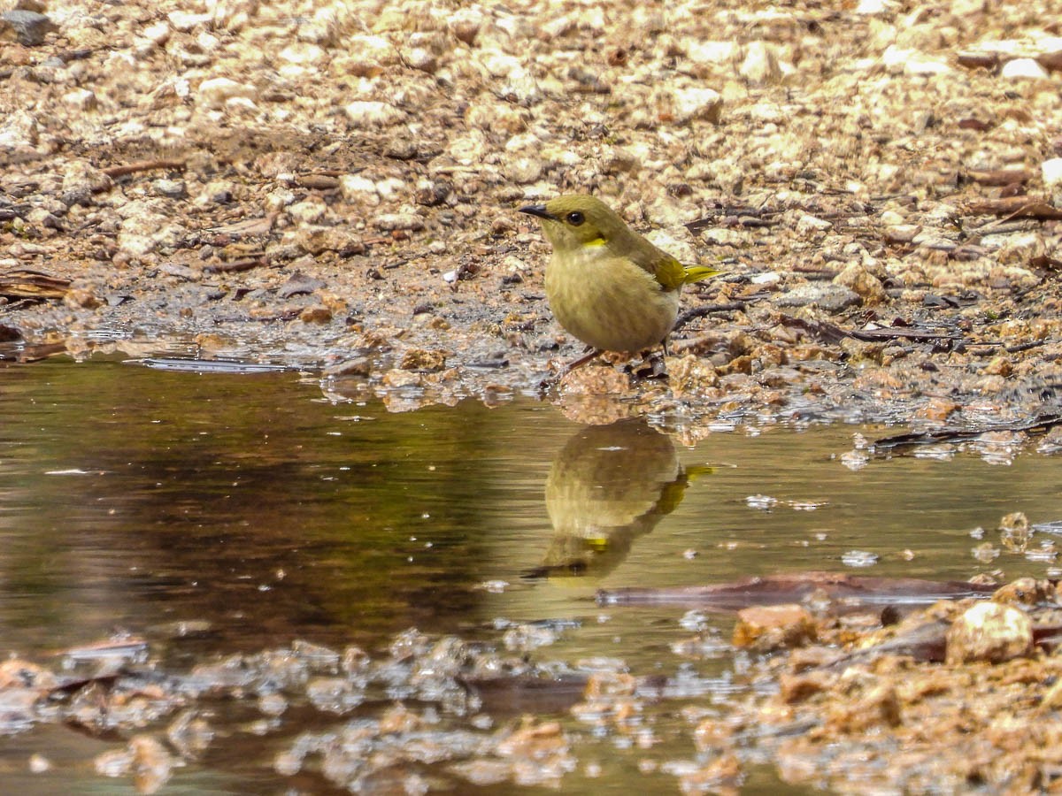 Fuscous Honeyeater - ML623700173