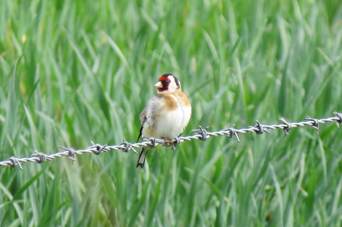 European Goldfinch - Andrew Crossland