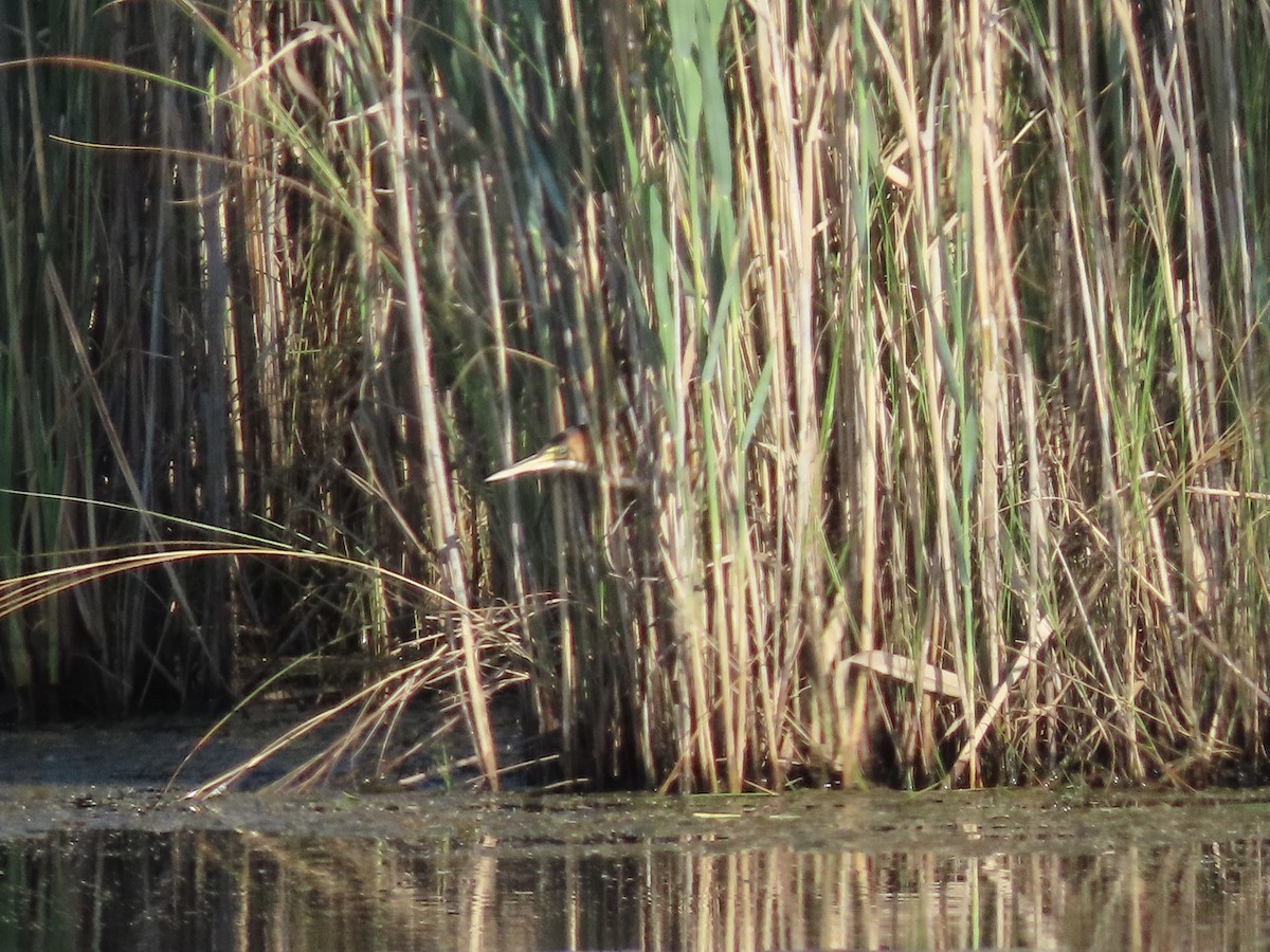 Least Bittern - ML623700219