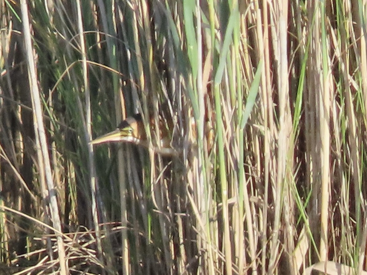 Least Bittern - ML623700220