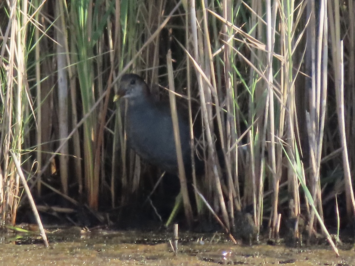 Common Gallinule (American) - ML623700224
