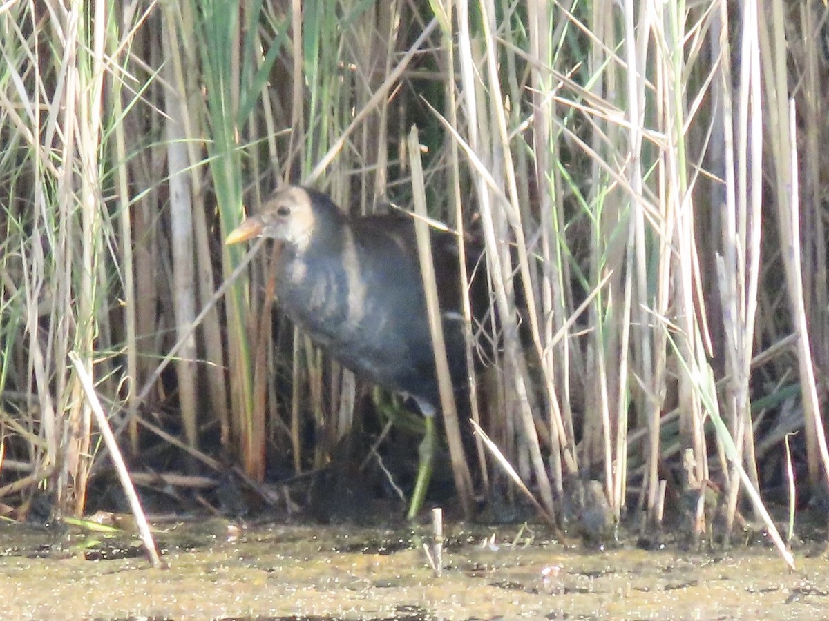 Common Gallinule (American) - ML623700226