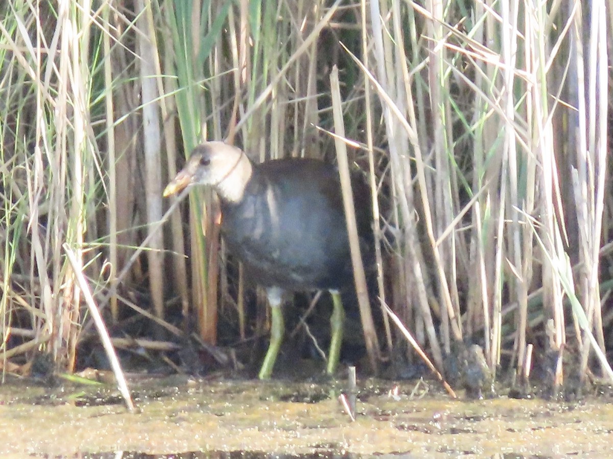 Common Gallinule (American) - ML623700228