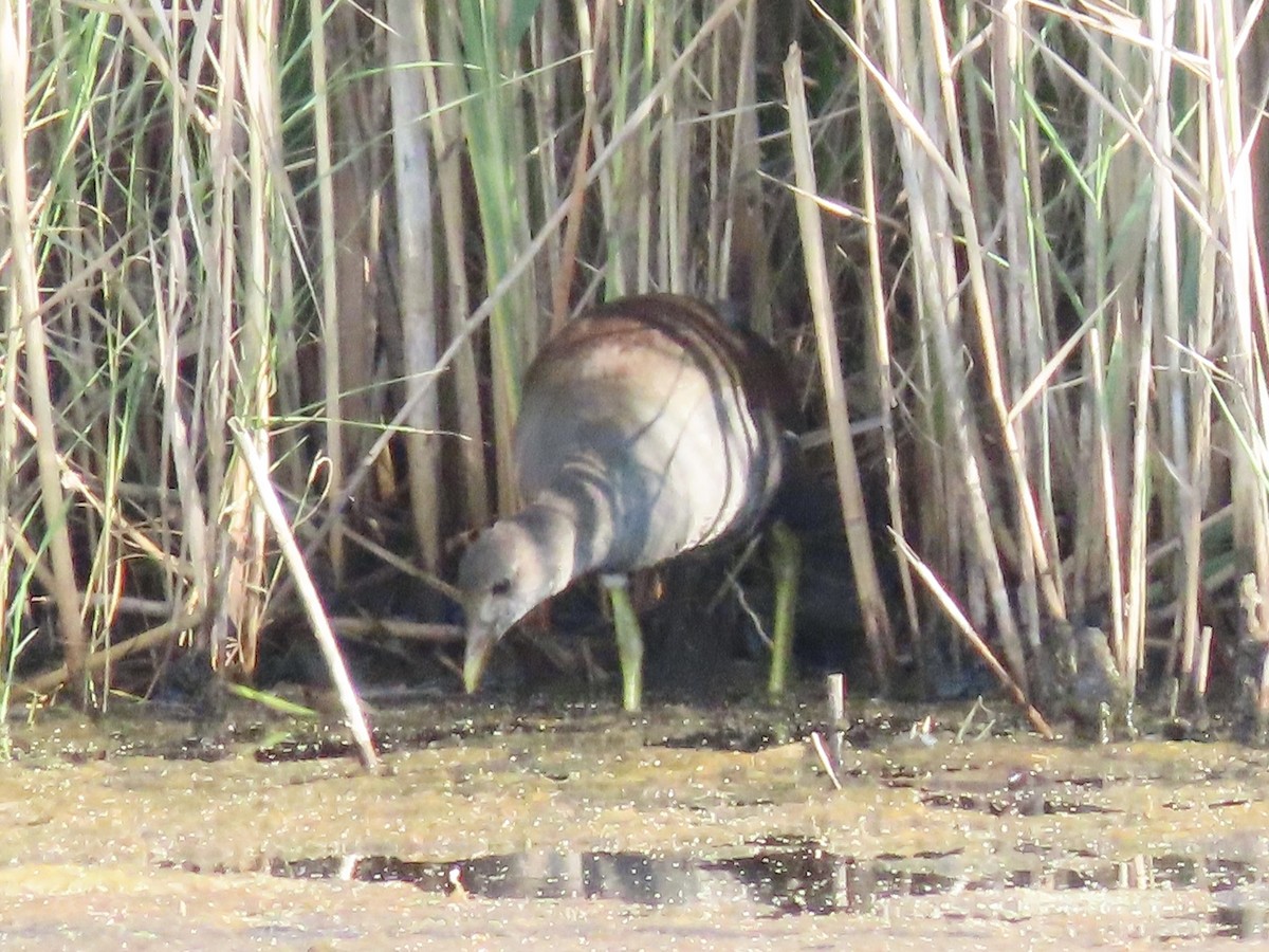 Common Gallinule (American) - ML623700230