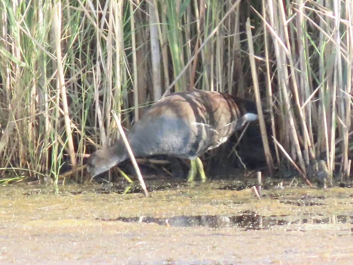Common Gallinule (American) - ML623700231