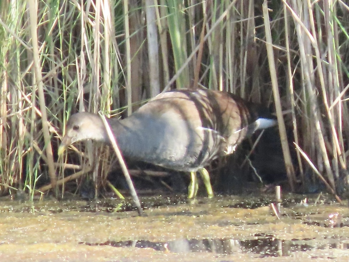 Common Gallinule (American) - ML623700236