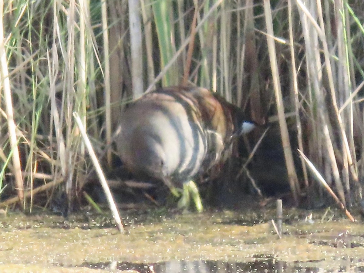 Common Gallinule (American) - ML623700237