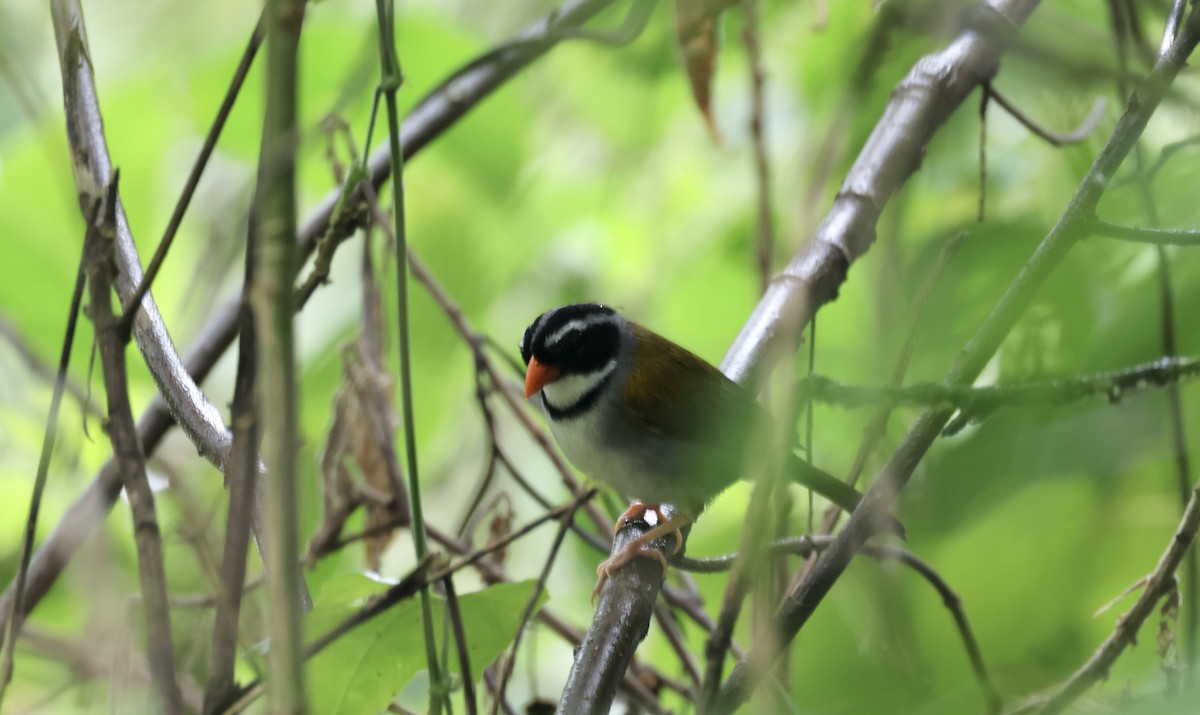 Orange-billed Sparrow - ML623700291