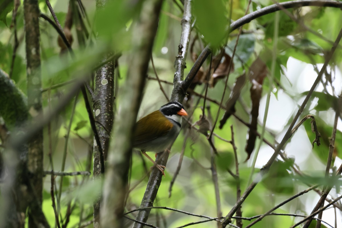 Orange-billed Sparrow - ML623700293