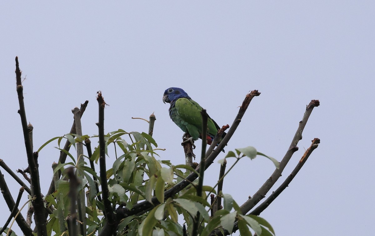 Loro Cabeciazul - ML623700316