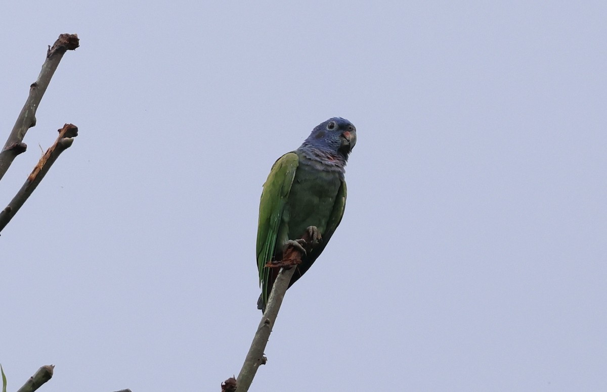 Loro Cabeciazul - ML623700317