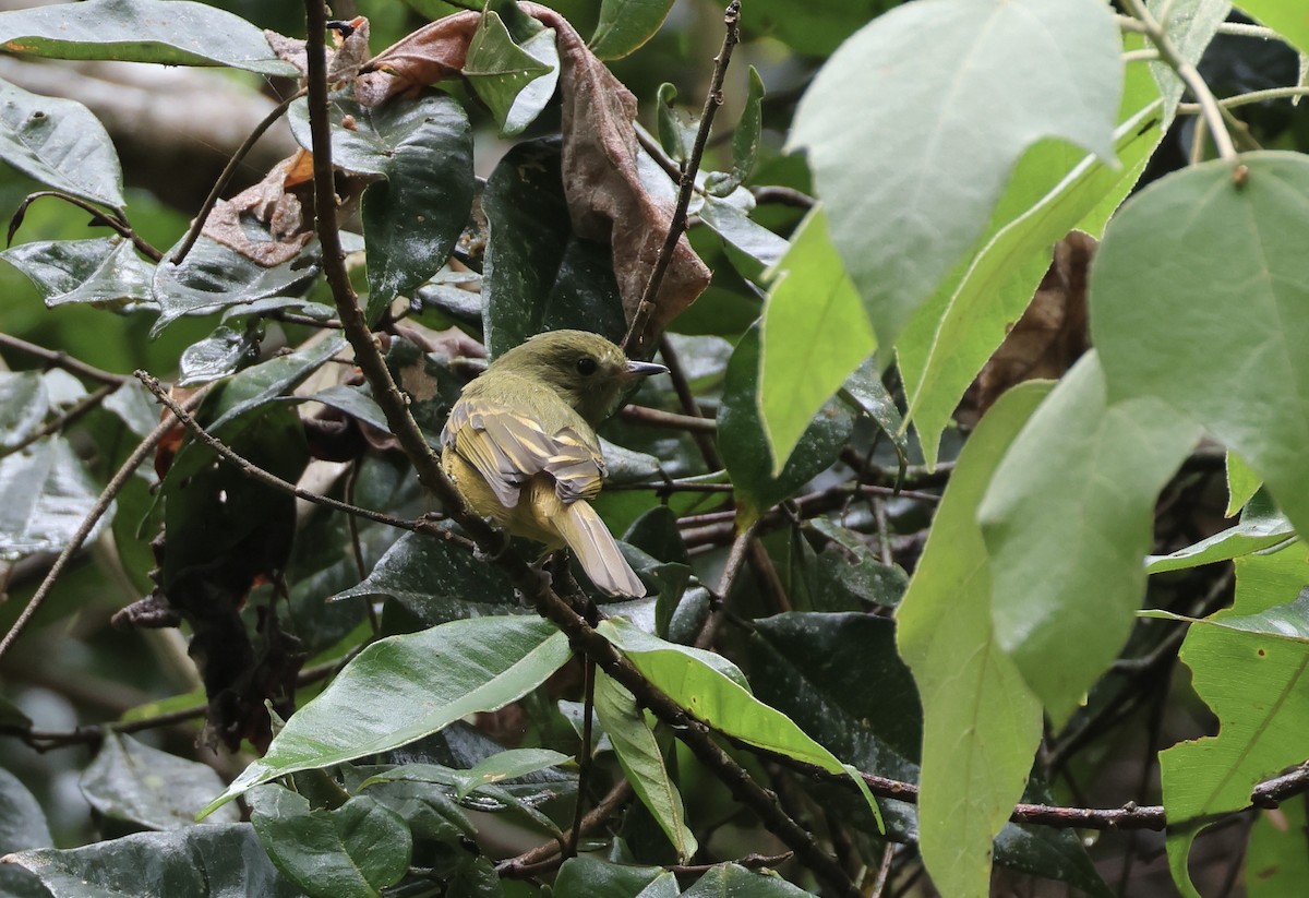 Ochre-bellied Flycatcher - ML623700319