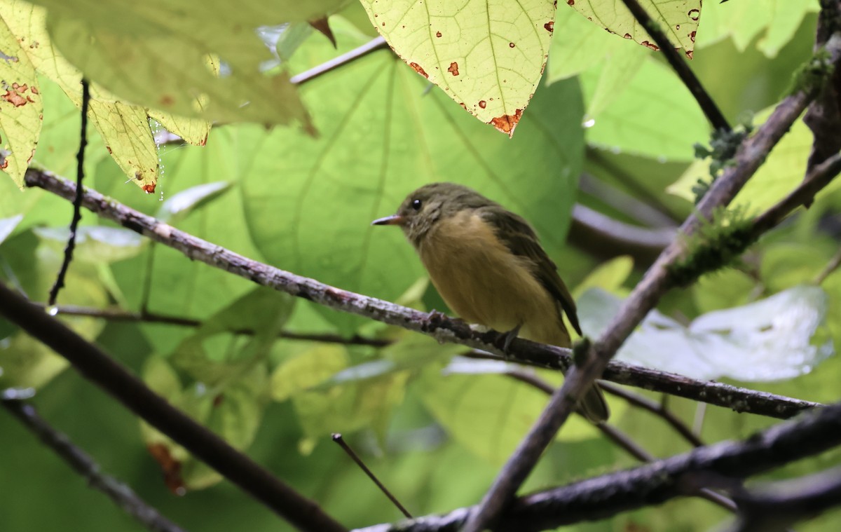 Ochre-bellied Flycatcher - ML623700320