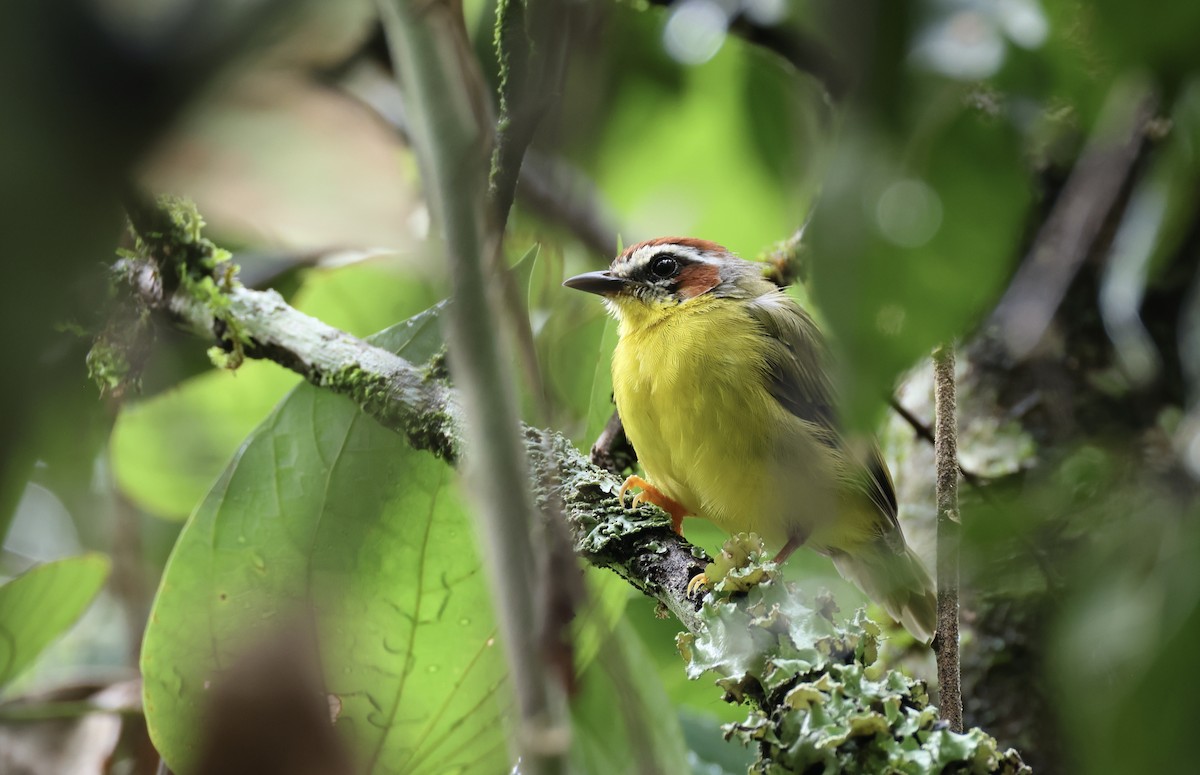 Chestnut-capped Warbler - ML623700326