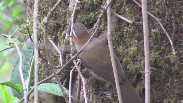 Streak-breasted Scimitar-Babbler - ML623700331