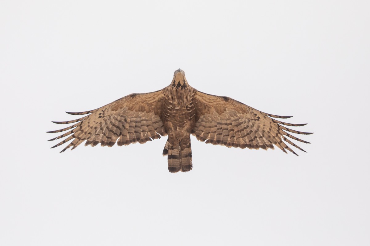 Oriental Honey-buzzard - ML623700336