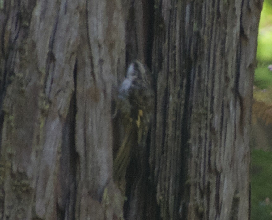 Brown Creeper - ML623700357