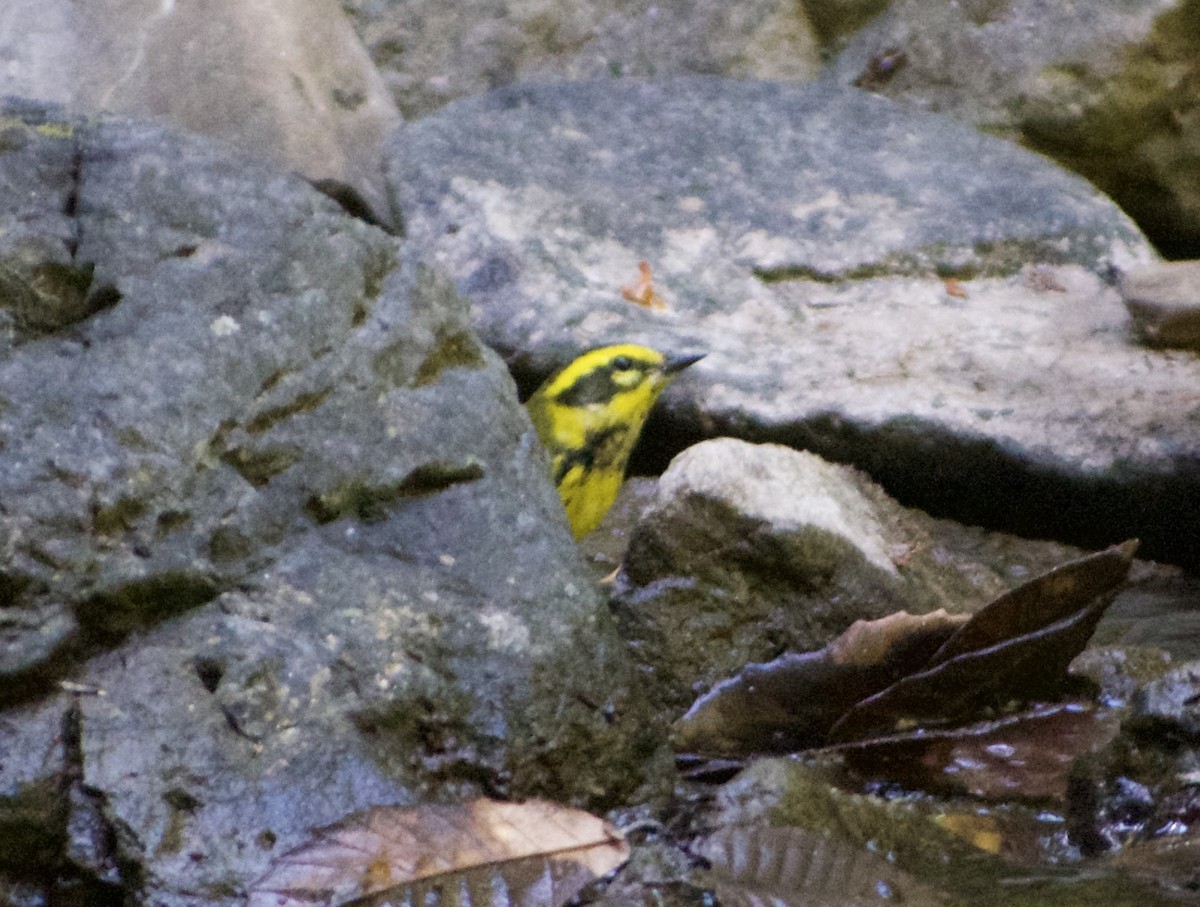 Townsend's Warbler - ML623700399