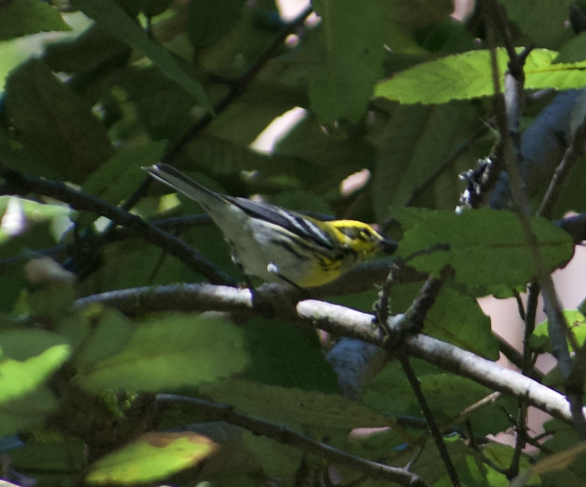 Townsend's Warbler - ML623700421