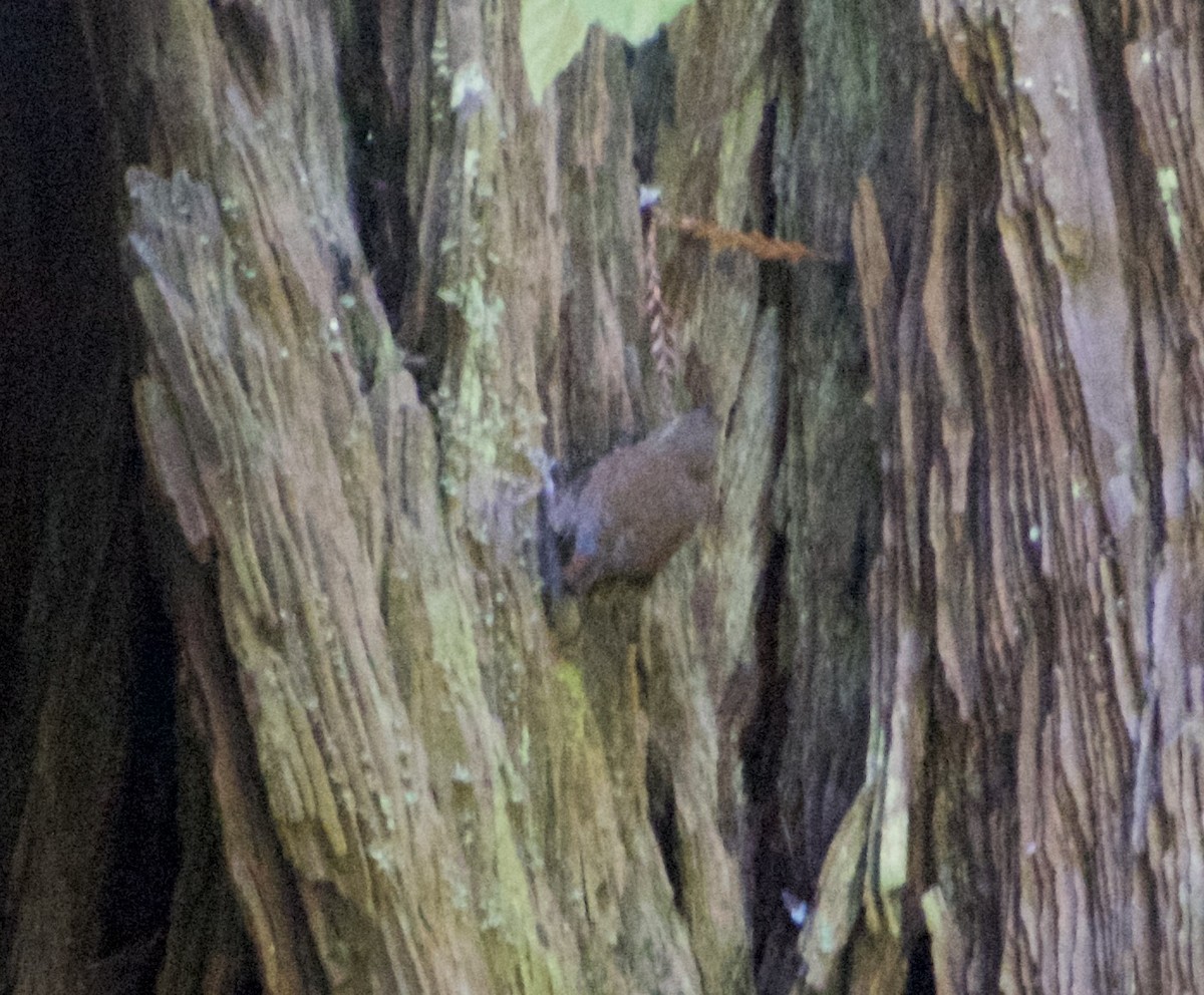 Pacific Wren - ML623700449