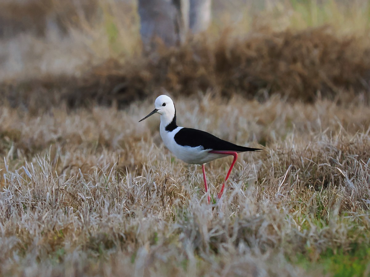 Pied Stilt - ML623700532