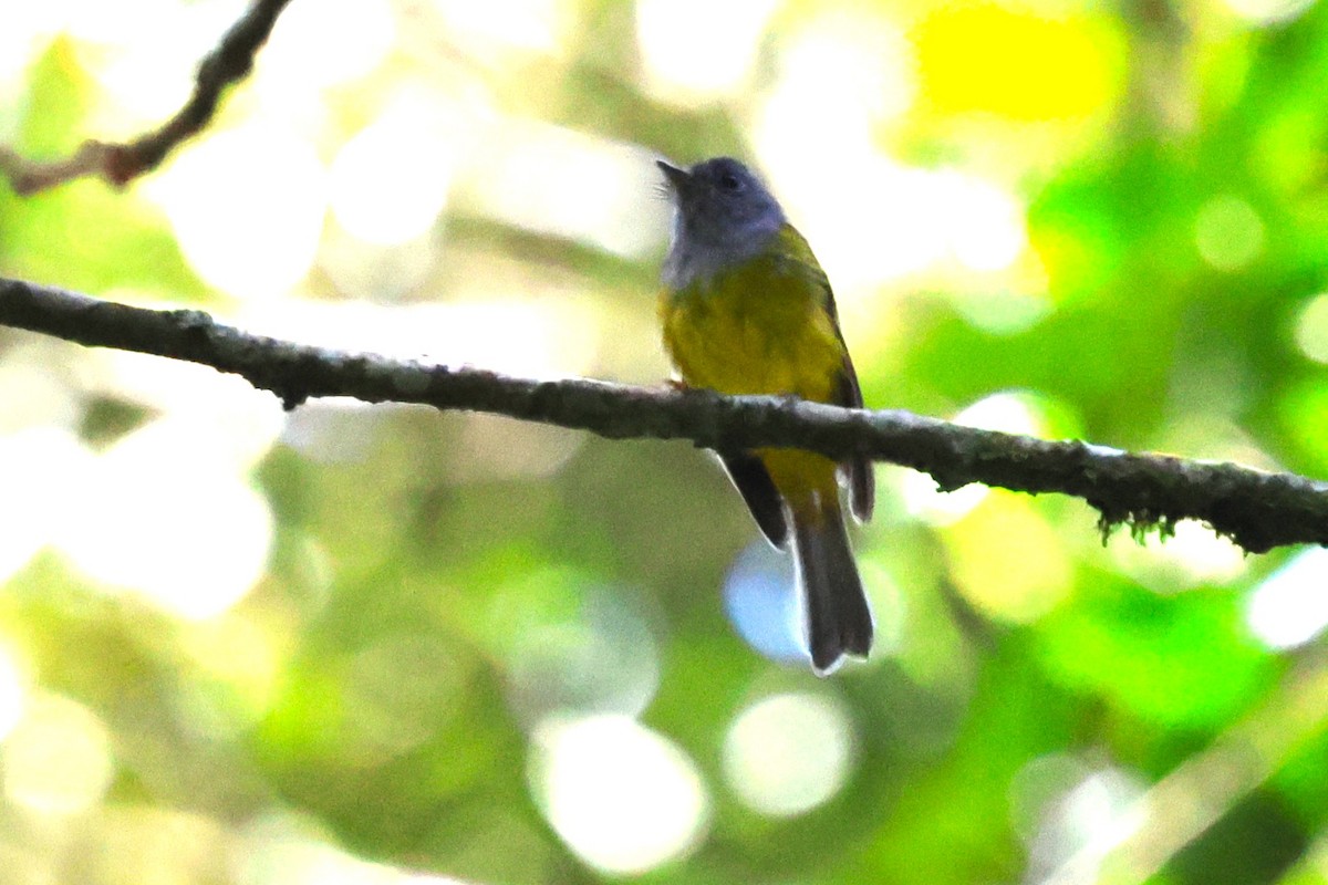 Gray-headed Canary-Flycatcher - ML623700553