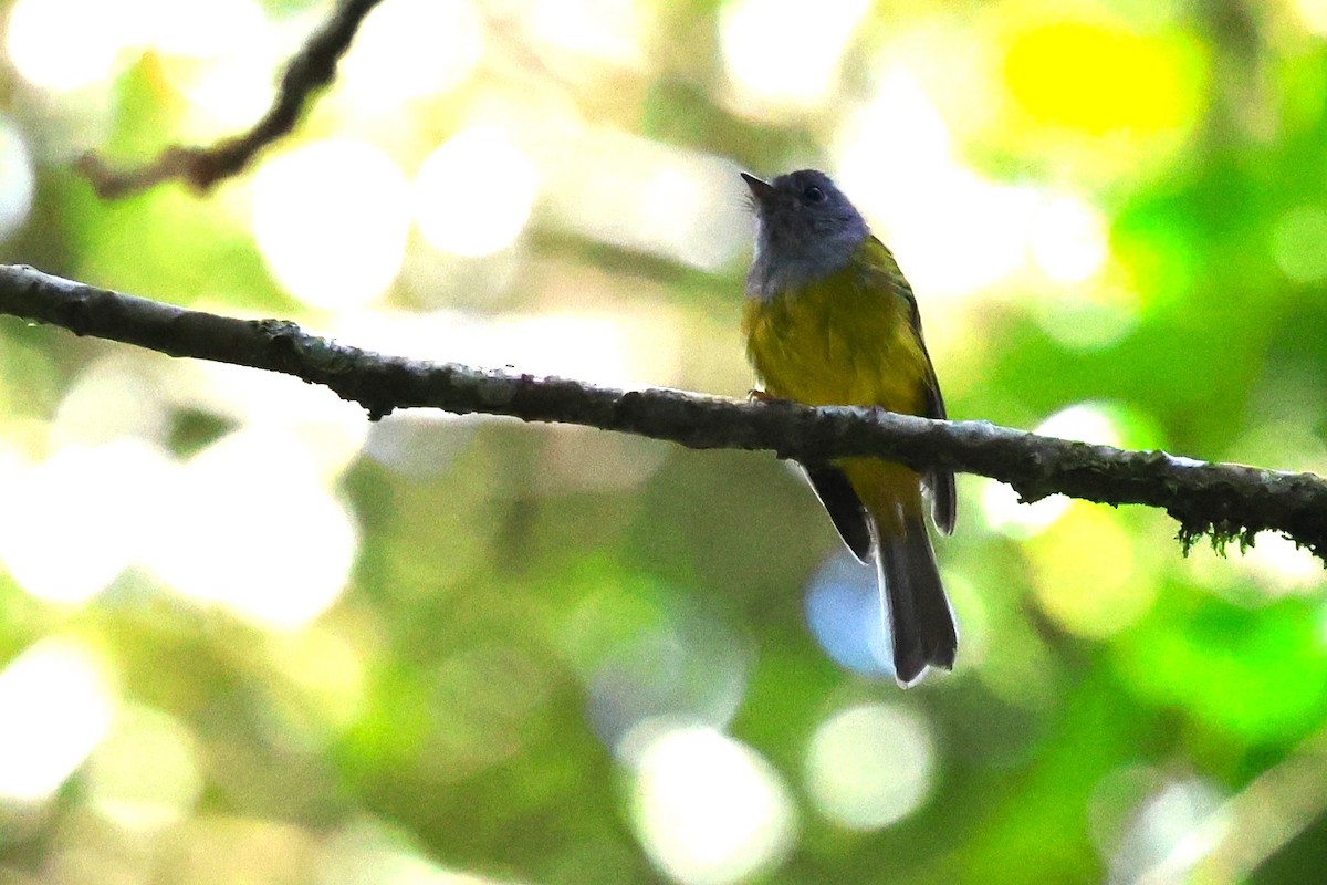 Gray-headed Canary-Flycatcher - ML623700554