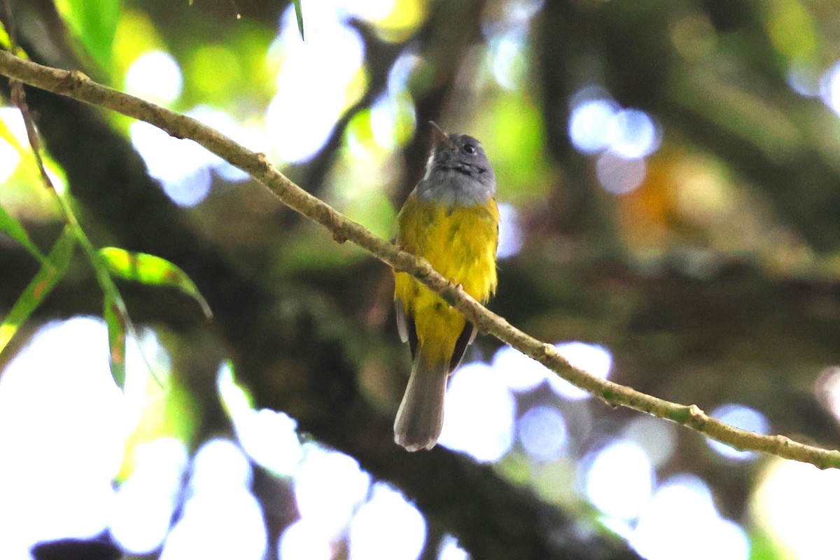 Gray-headed Canary-Flycatcher - ML623700603