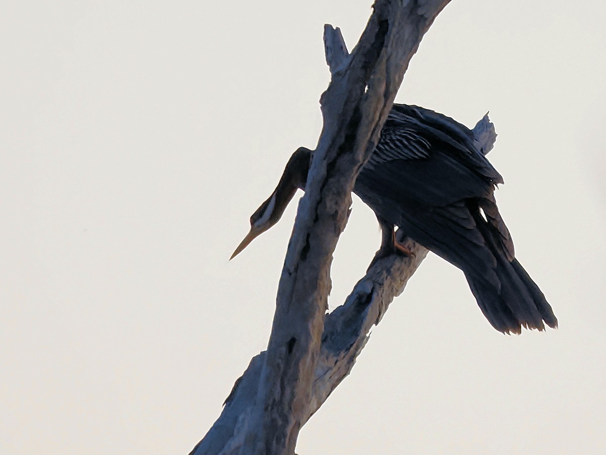 Australasian Darter - Len and Chris Ezzy