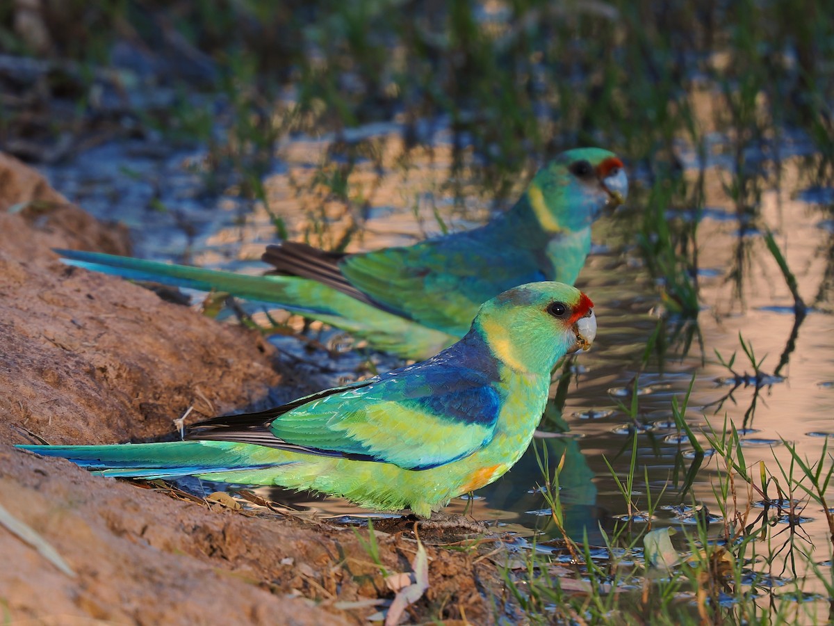 Australian Ringneck - ML623700674