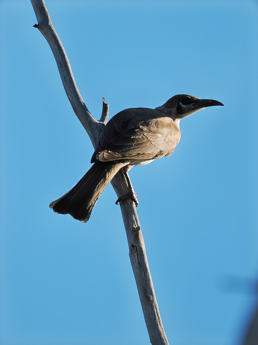 Little Friarbird - ML623700696