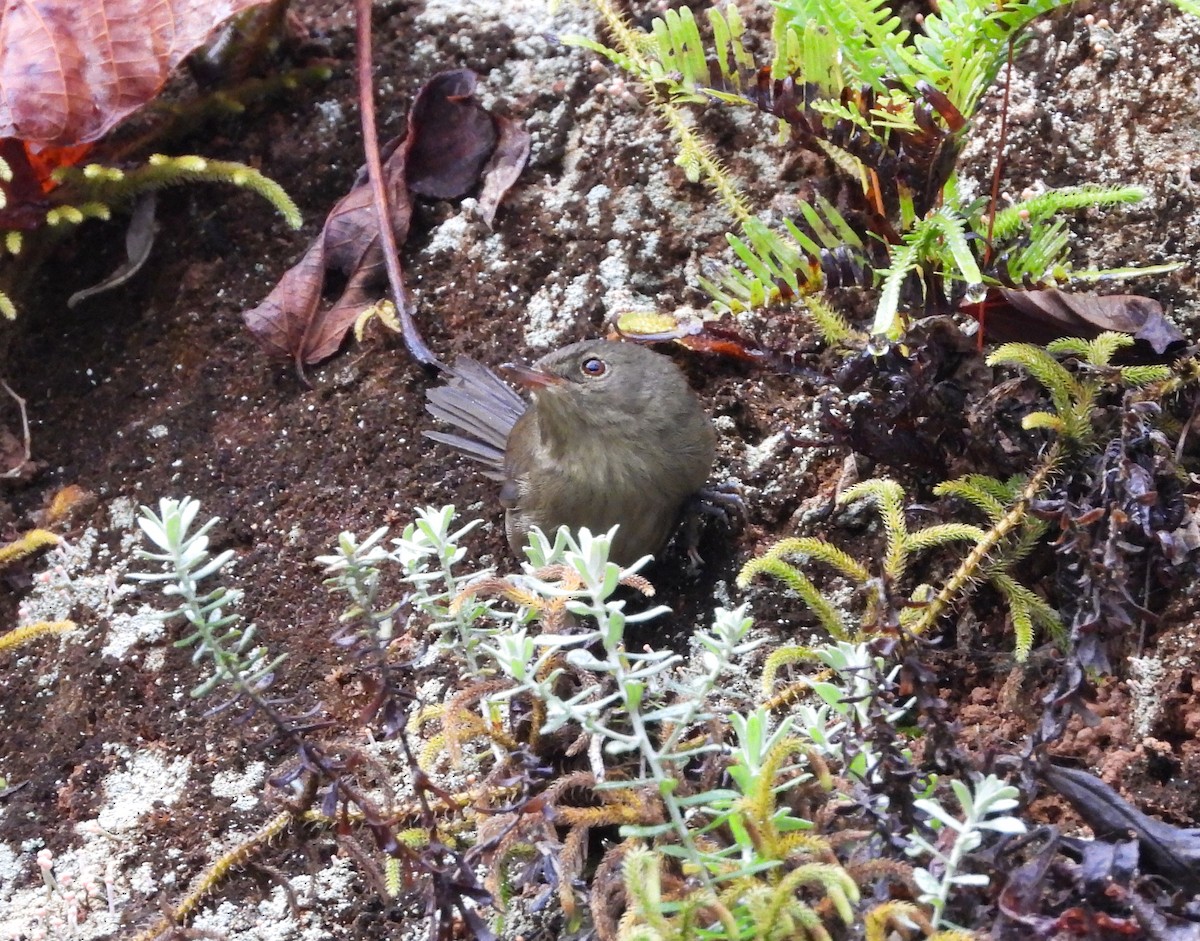 Malagasy Brush-Warbler (Malagasy) - ML623700704