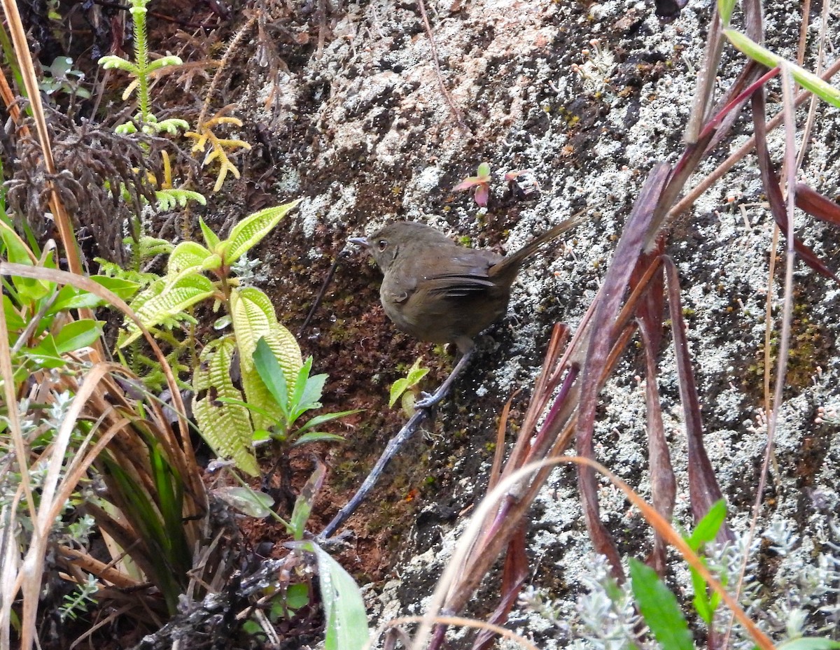 Malagasy Brush-Warbler (Malagasy) - ML623700705