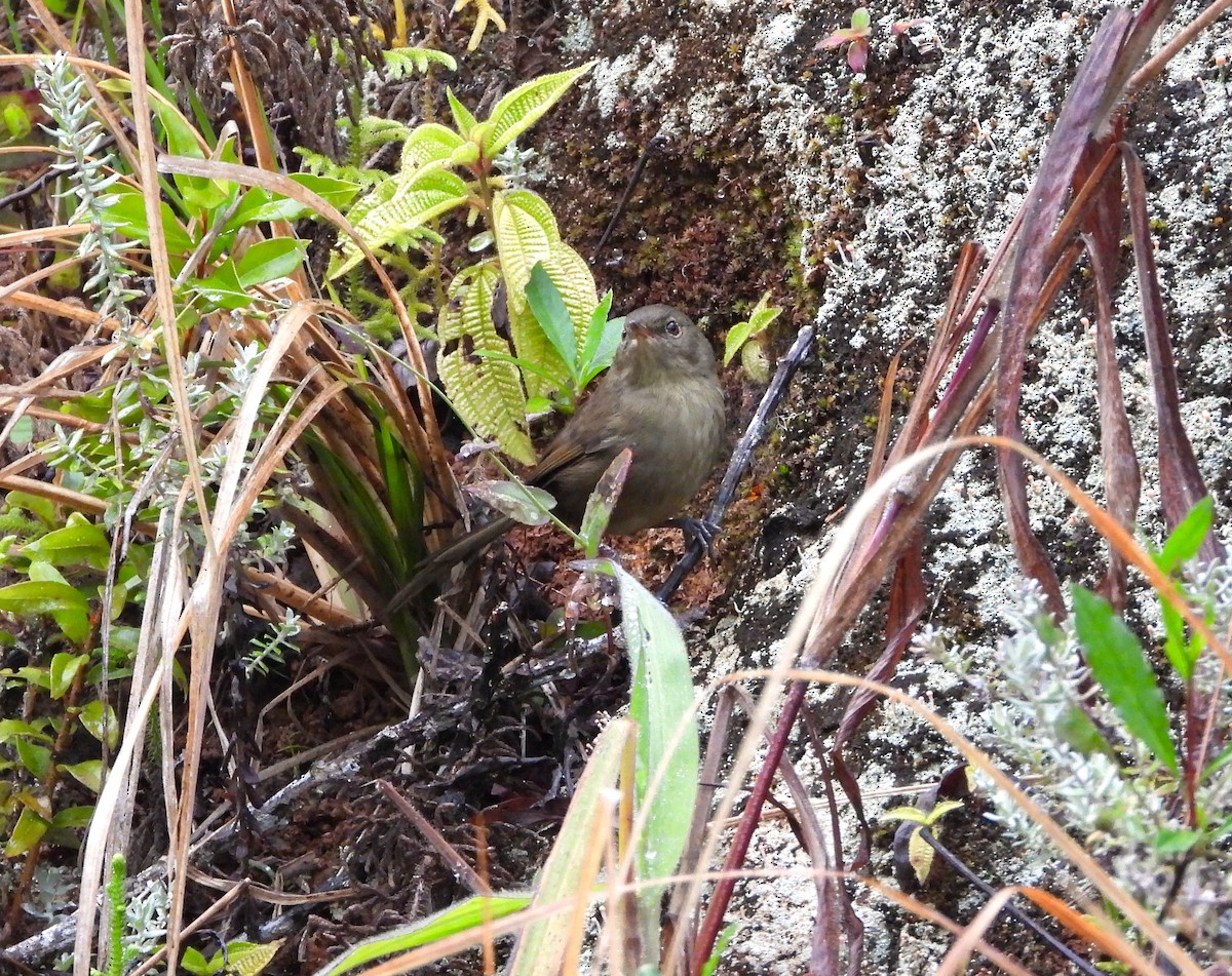 Malagasy Brush-Warbler (Malagasy) - ML623700707